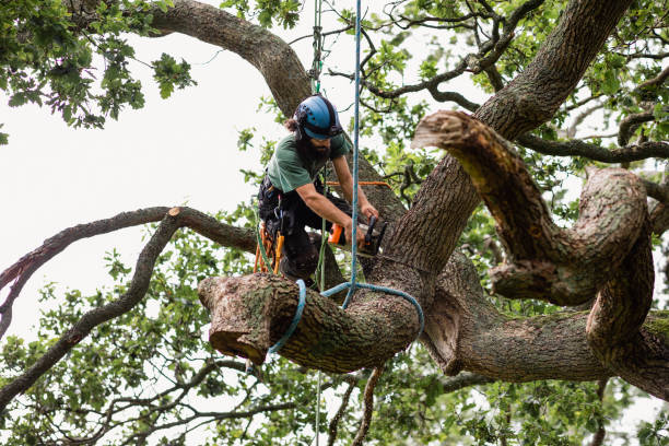 Best Tree Disease Treatment  in Wickerham Manor Fisher, PA